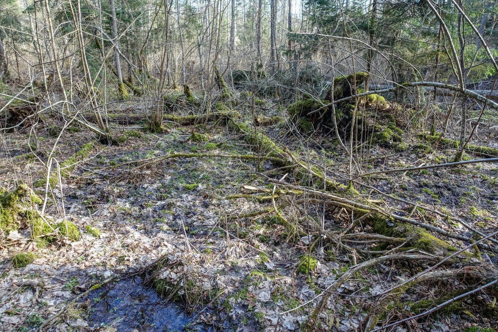 El Juzgado Sexto Penal del Circuito suspendió la Resolución 110 de 2022 del Ministerio de Ambiente que facilitaría proyectos mineros en reservas forestales