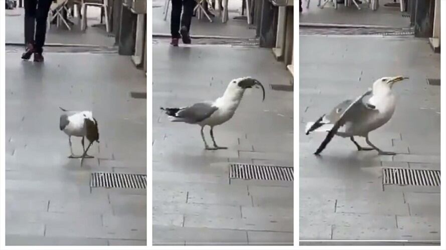 ¿Lo había visto antes? Gaviota se comió entera a una rata. Foto: Twitter