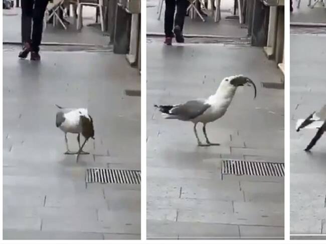 ¿Lo había visto antes? Gaviota se comió entera a una rata. Foto: Twitter