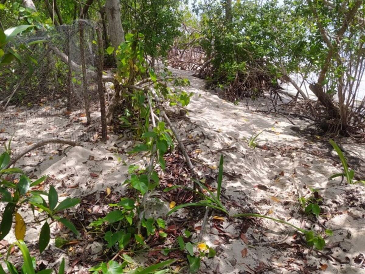 La tortuga carey encontró su Rincón del Mar