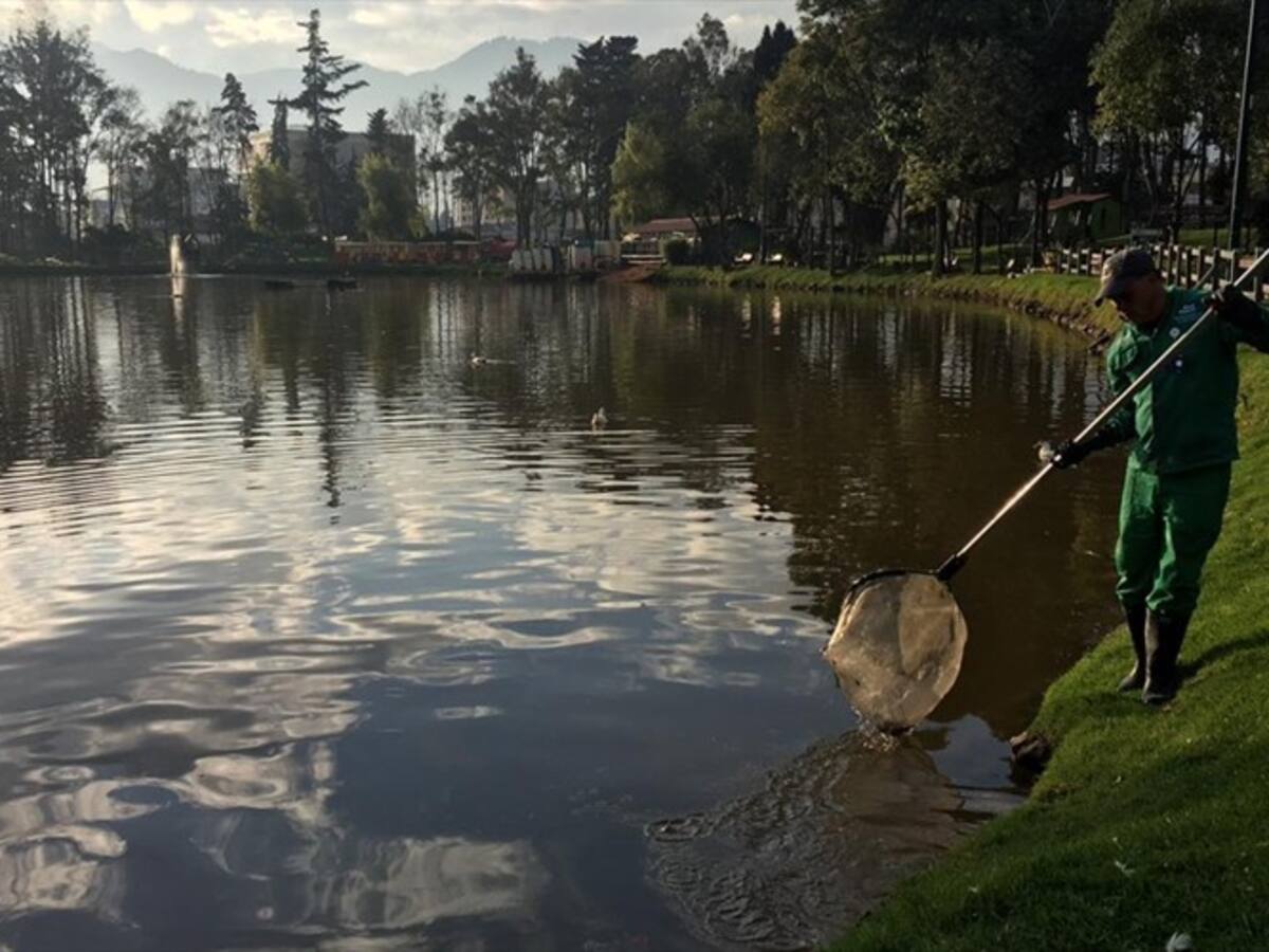 ¿Por qué se están muriendo los peces en el parque de los novios?
