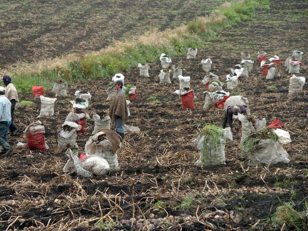 Agricultores de papa en Boyacá aseguran que están trabajando a pérdida