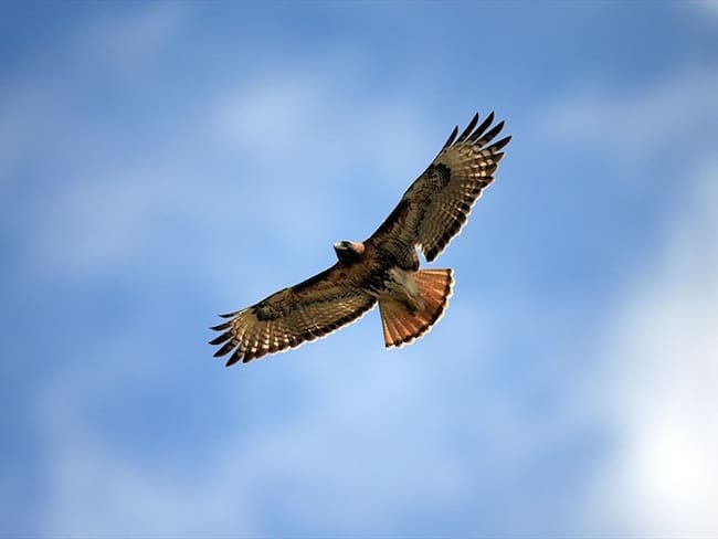 Un águila aliancha o gavilán aliancho fue colgada de sus alas a un poste de la luz por delincuentes. Foto: Getty Images / Imagen de referencia