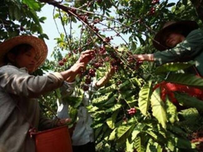 Presidente Santos fijó como objetivo producir 11 ó 12 millones de sacos de café por año