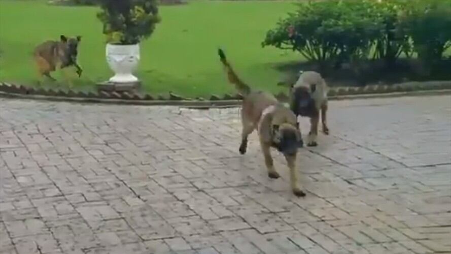 Perro rescatado. Foto: Policía Nacional
