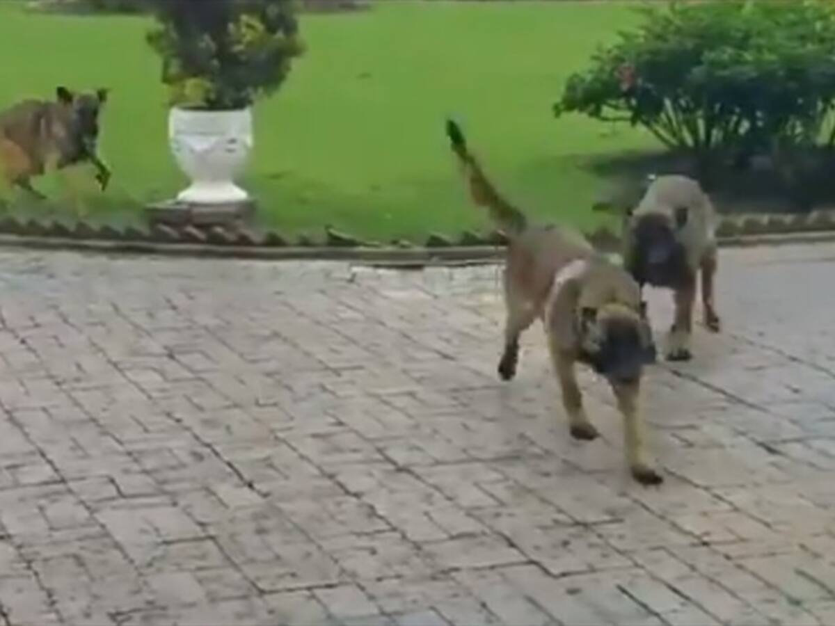 Rescatado perro maltratado en finca en Cajicá