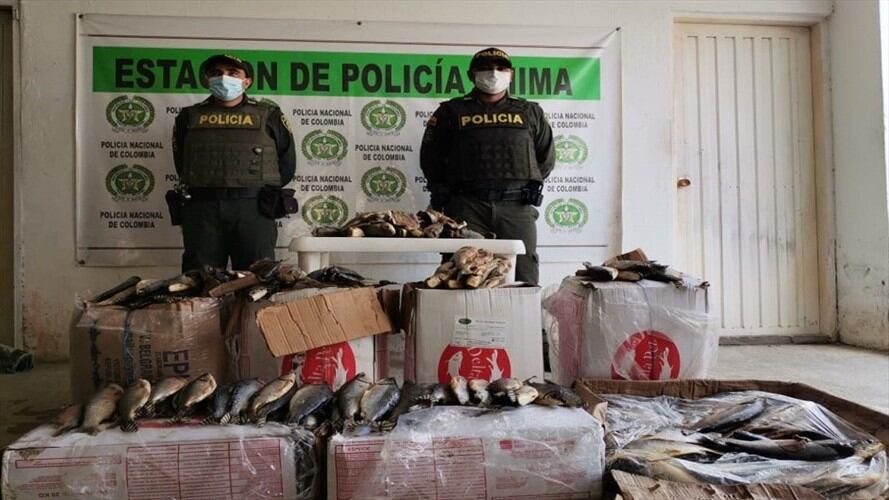 Incautan pescado en mal estado que sería comercializado en zona indígena en Córdoba. Foto: prensa Policía.