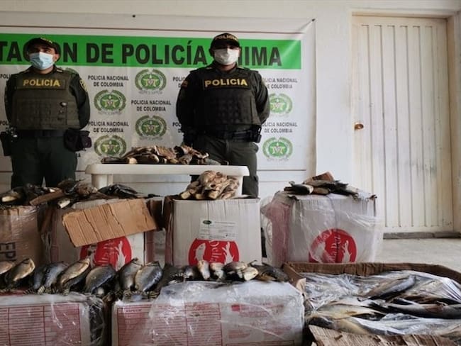Incautan pescado en mal estado que sería comercializado en zona indígena en Córdoba. Foto: prensa Policía.