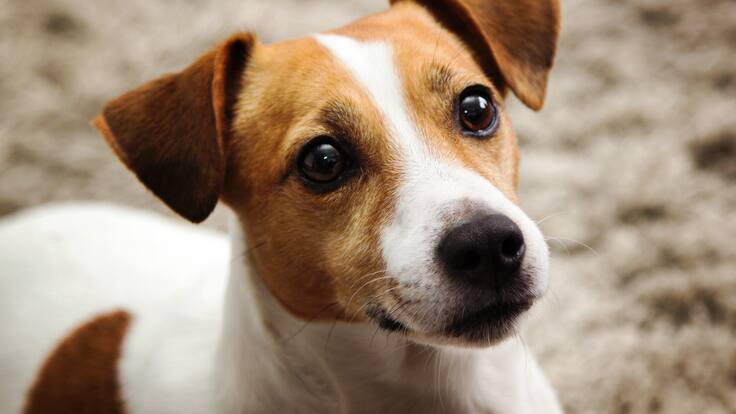 Votan con los estornudos: así funciona la “perrocracia” canina