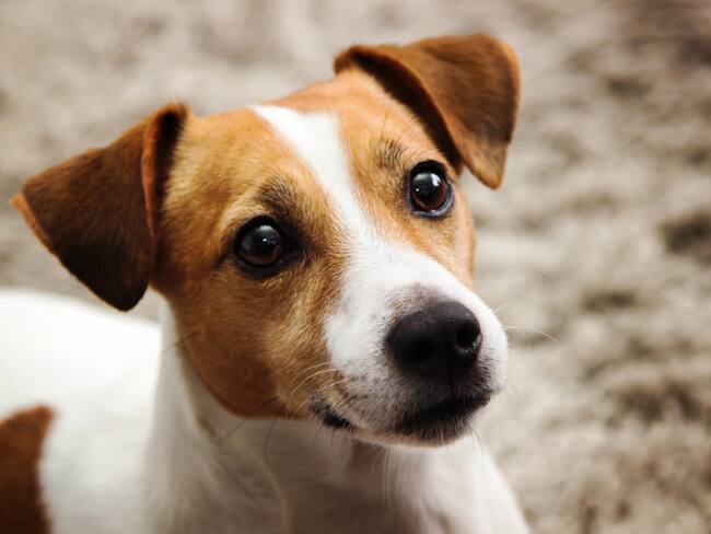 Votan con los estornudos: así funciona la “perrocracia” canina