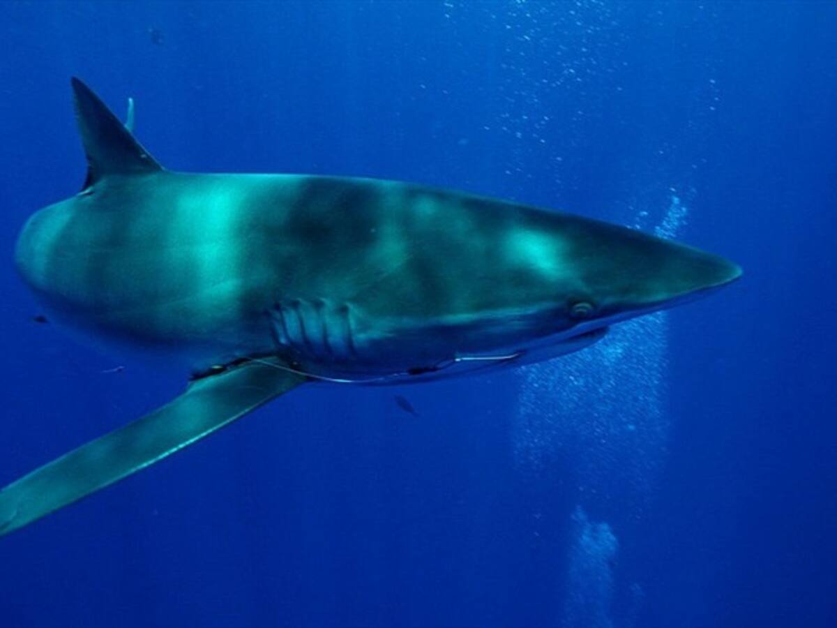 Tenemos que poner oído a lo que la sociedad nos dice”: Minambiente sobre tiburones