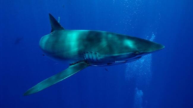 No se pierda nuestra transmisión y participe con: #SalvemosAlTiburón #NoAlAleteo. Foto: W Radio