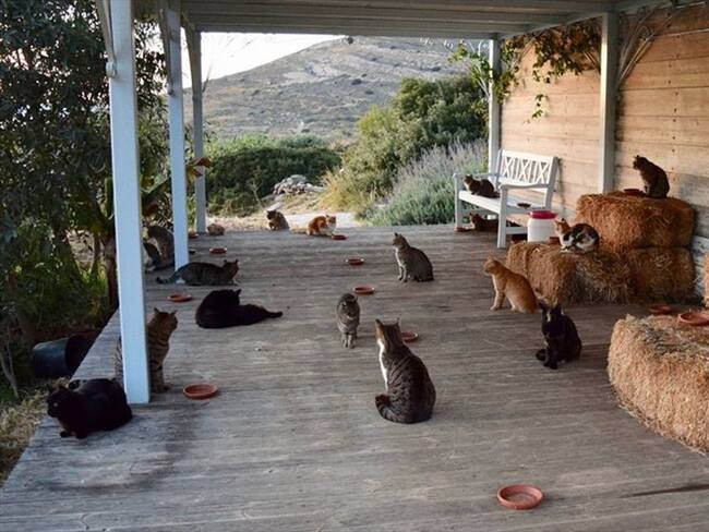 El anuncio ha aparecido en la página oficial de God’s Little People Cat Rescue en Facebook, una pequeña institución ubicada en la isla de Syros. Foto: Facebook God&#039;s Little People Cat Rescue