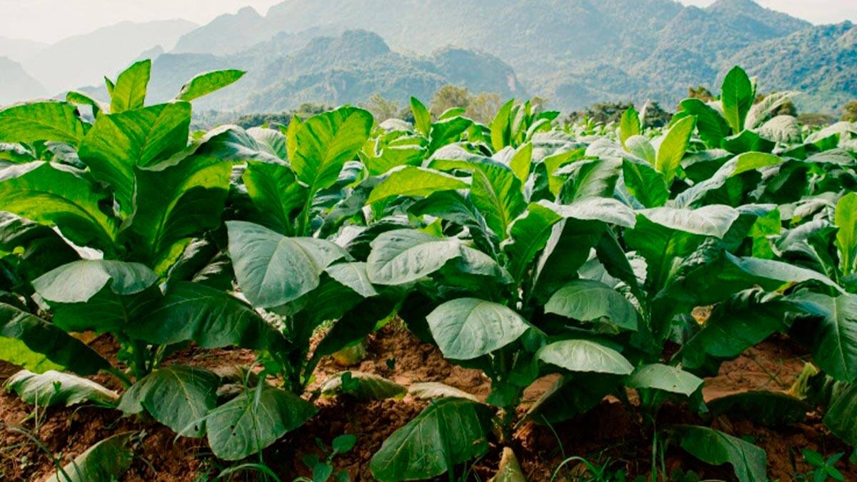 Capacitan más de 90.000 tenderos en prevención de venta de productos de tabaco y nicotina a menores