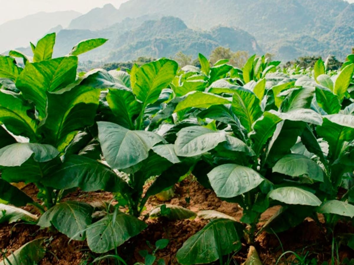 Capacitan más de 90.000 tenderos en prevención de venta de productos de tabaco y nicotina a menores