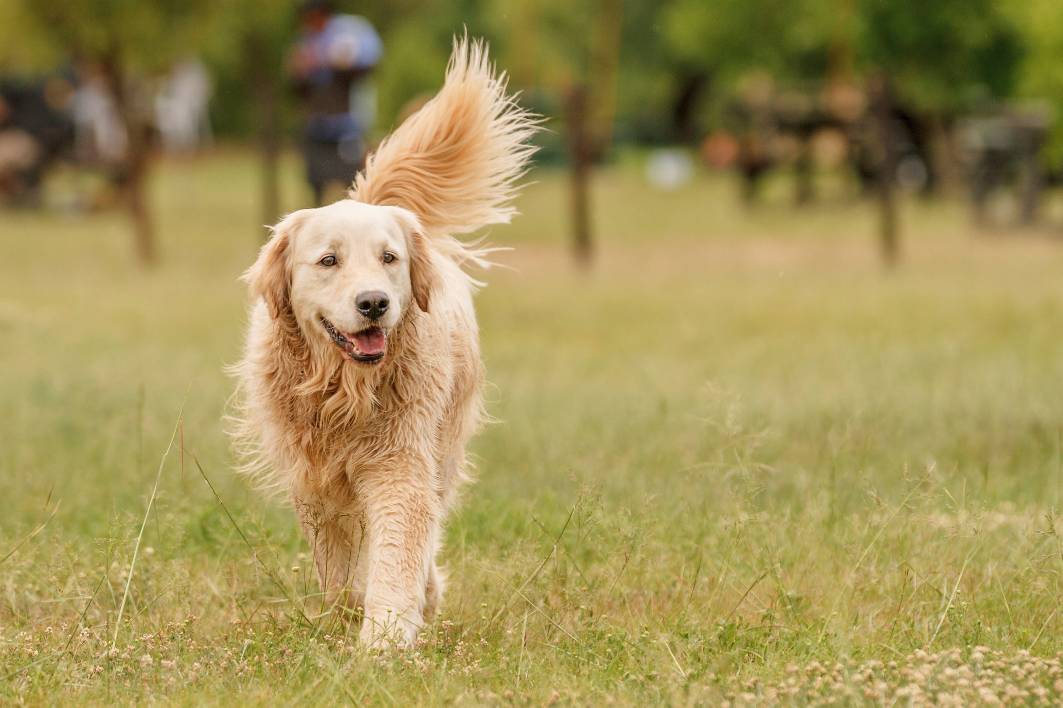 Perro Golden Retriever imagen de referencia. Foto: Getty Images