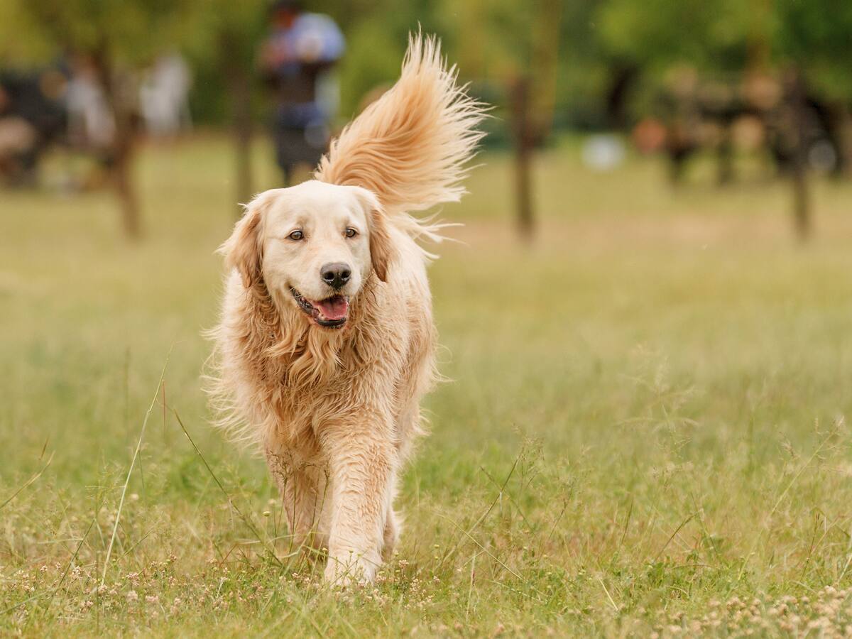Empleado judicial que sufre de ansiedad podrá ir a trabajar con tu mascota