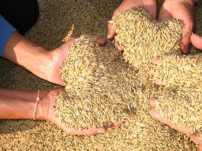 e realizará seguimiento y vigilancia a precios de 12 alimentos de la canasta familiar. Foto: Colprensa