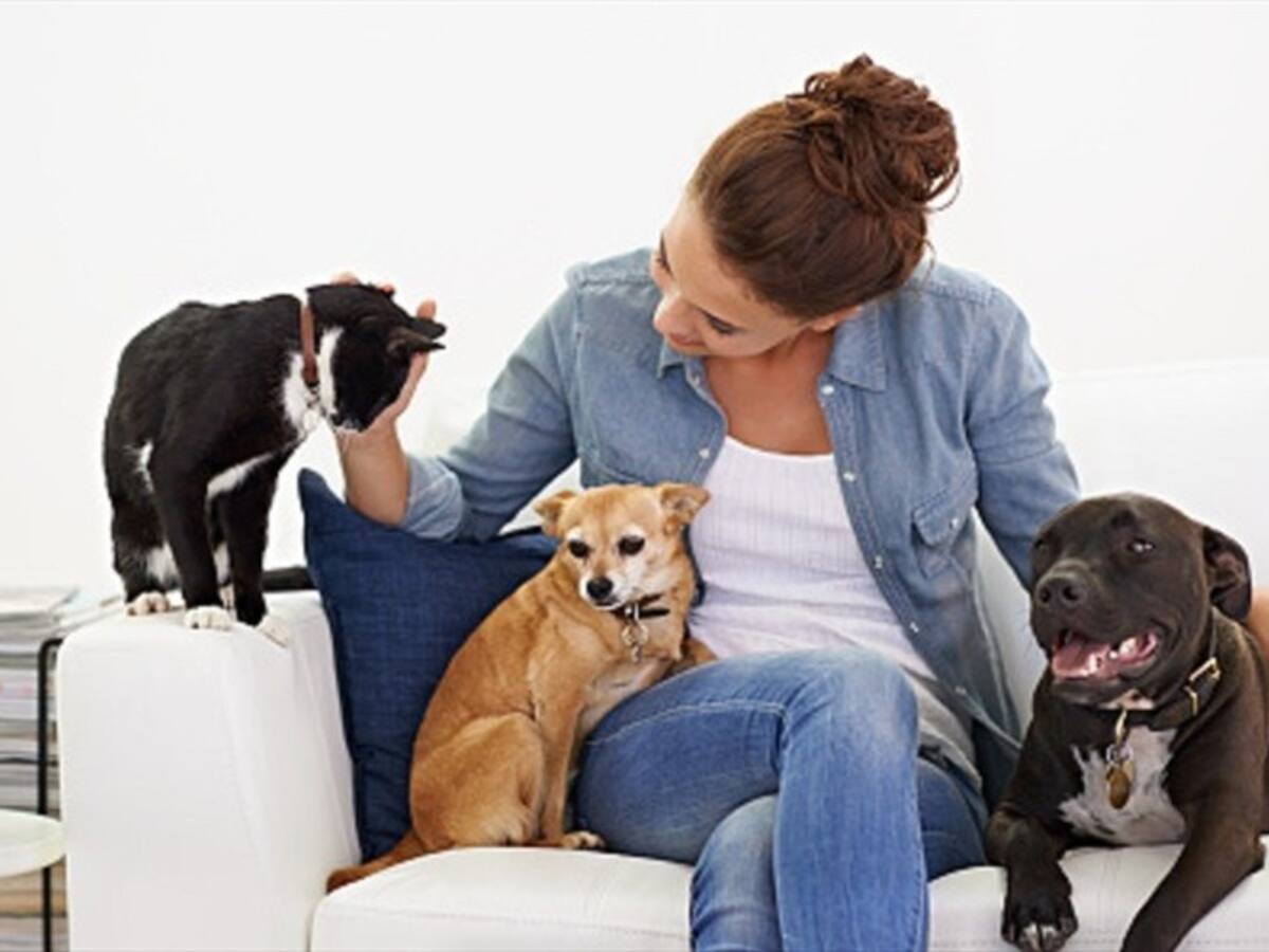 Appnimal, el "Tinder" que le ayudará a adoptar una mascota