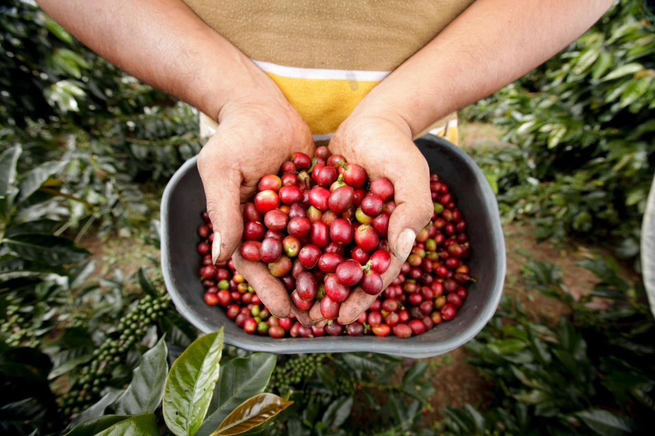 Fotografía suministrada: Federación Nacional de Cafeteros