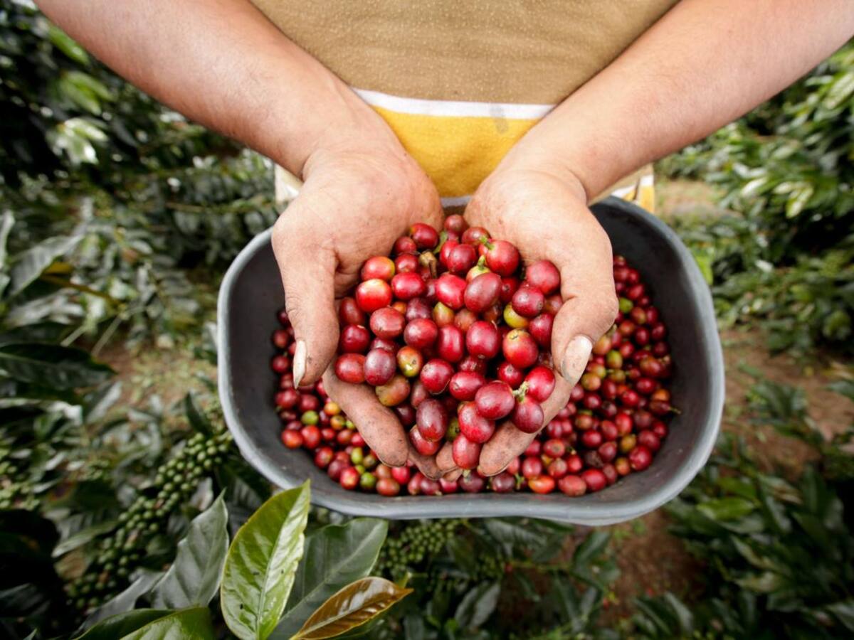 Preocupación en los cafeteros por la idea del Gobierno Nacional de abrir mercado en China