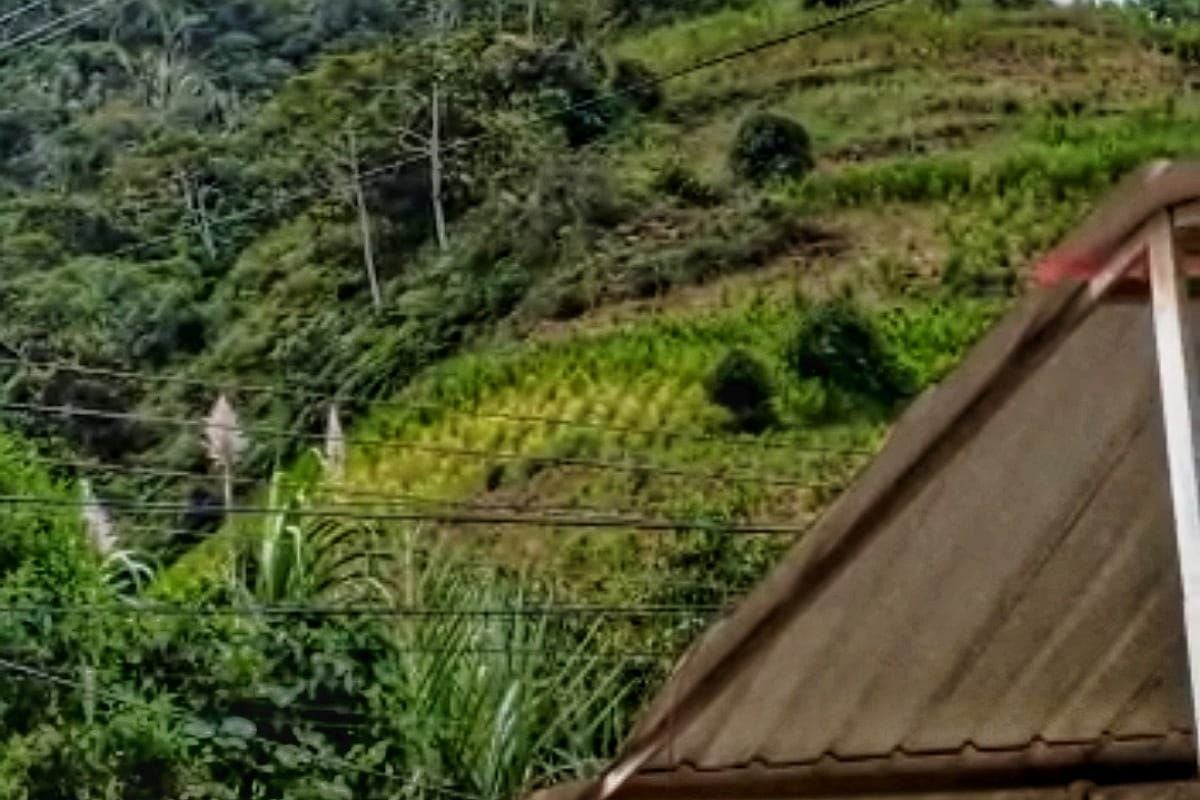 Los combates se desarrollan en  el corregimiento de Puerto Rico. Crédito: Red de Apoyo Cauca. 