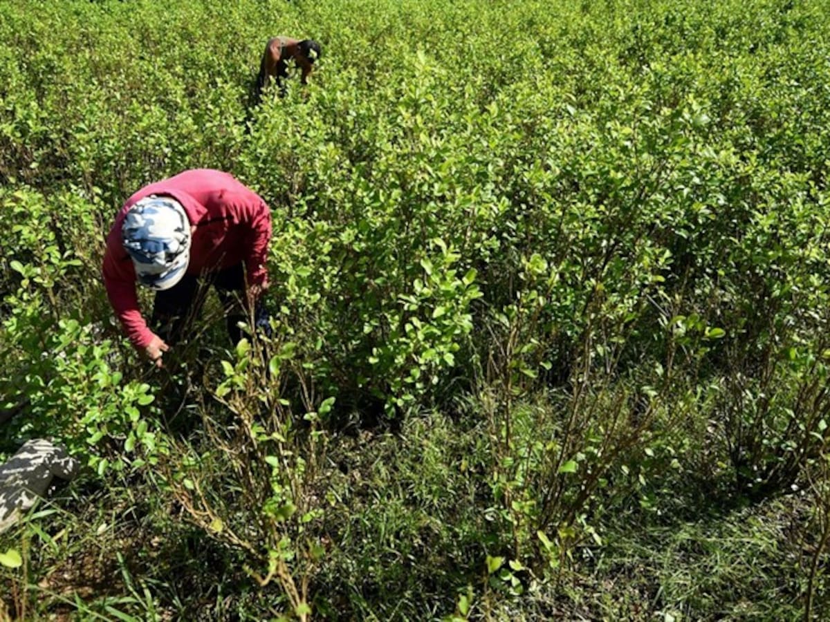 Gobierno incumplió reunión con campesinos del Cauca