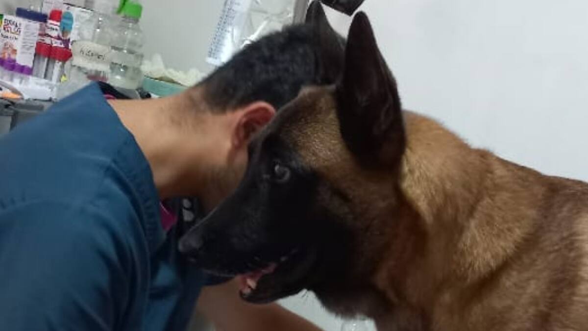 Evacúan en helicóptero a perro que fue mordido por una serpiente en selva del Guaviare