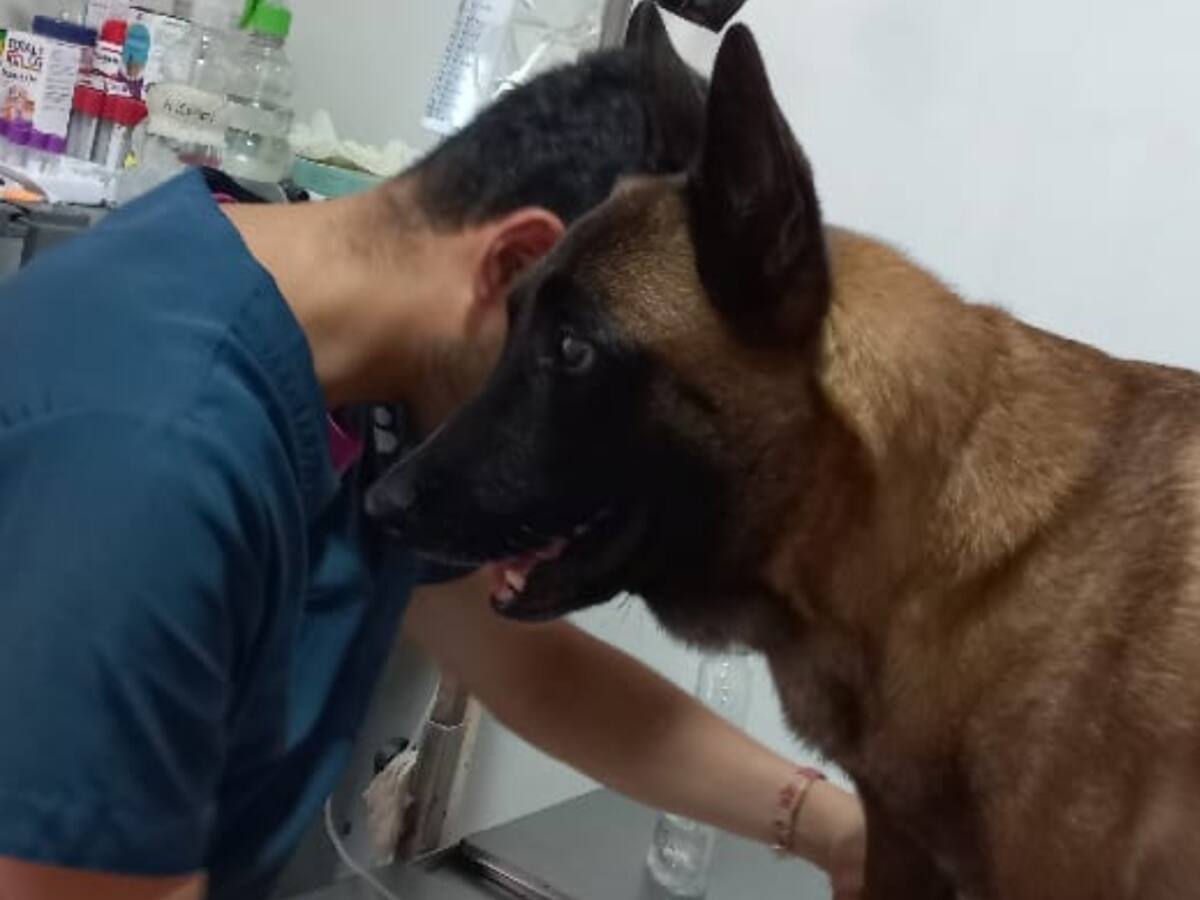 Evacúan en helicóptero a perro que fue mordido por una serpiente en selva del Guaviare