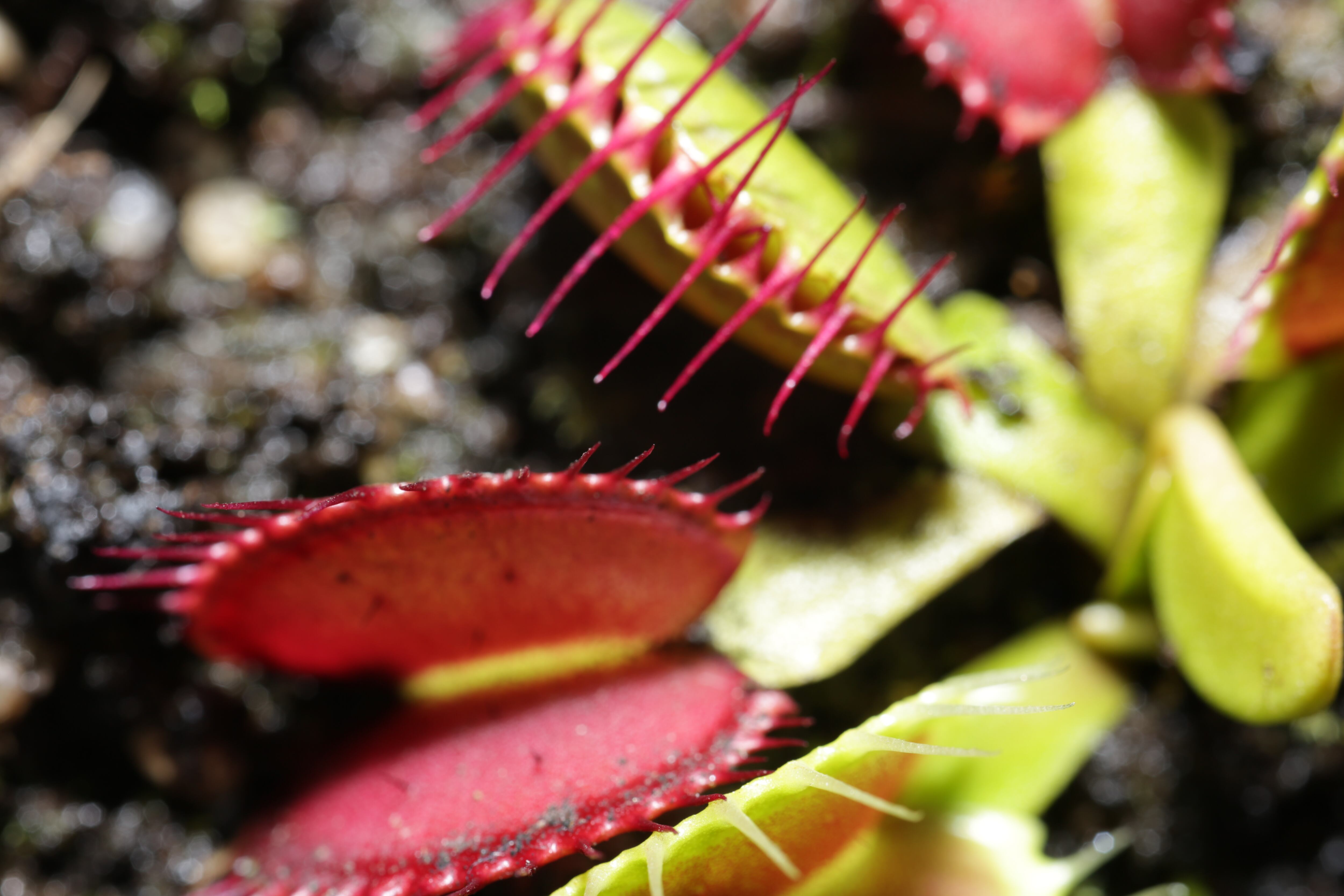 Jardín Botánico presenta exposición de plantas carnívoras en Bogotá. Foto: Suministrada.