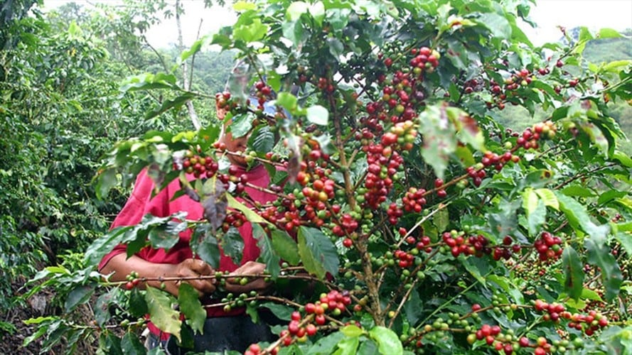 El Gobierno confirmó que destinará millonaria suma de dinero para apoyar a los cafeteros. Foto: Colprensa