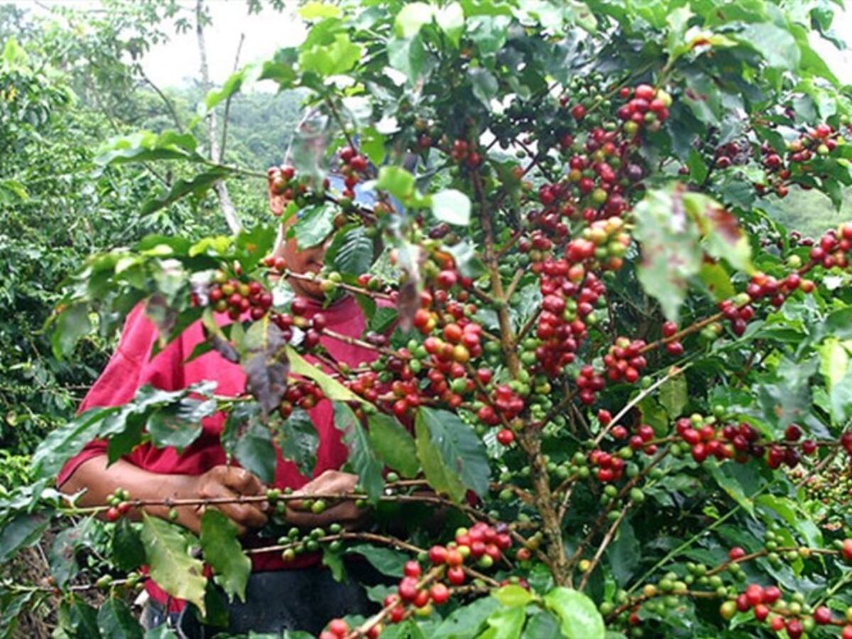 El Gobierno confirmó que destinará millonaria suma de dinero para apoyar a los cafeteros