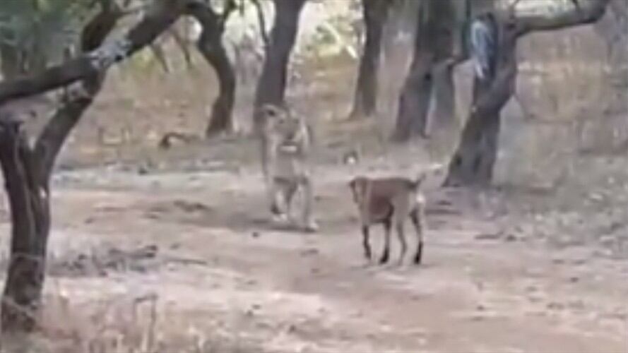 Así se enfrentó un perro callejero contra una leona en un bosque de India. Foto: Captura de pantalla