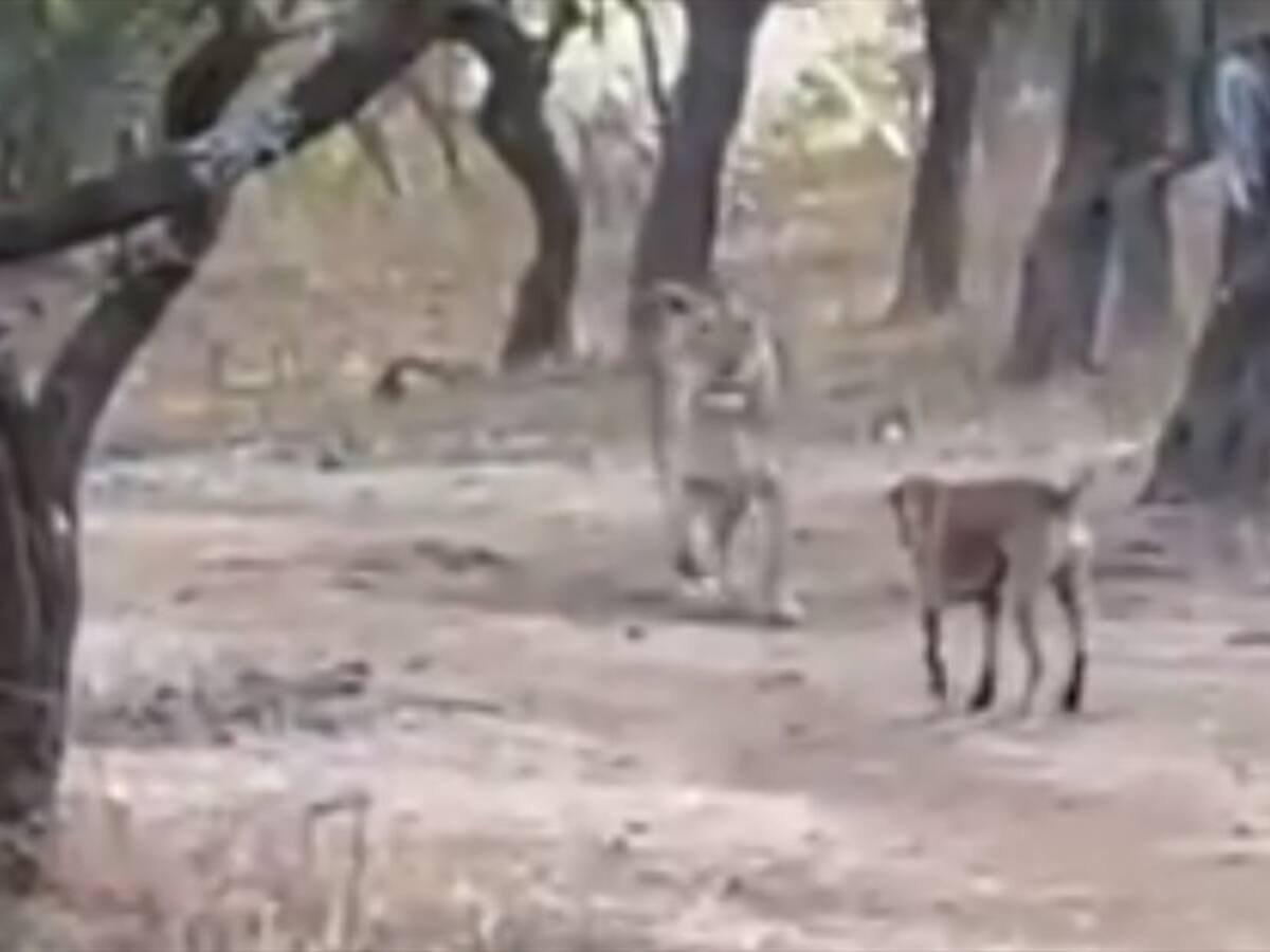 Video: perro callejero se enfrentó a una leona en el bosque y salió con vida