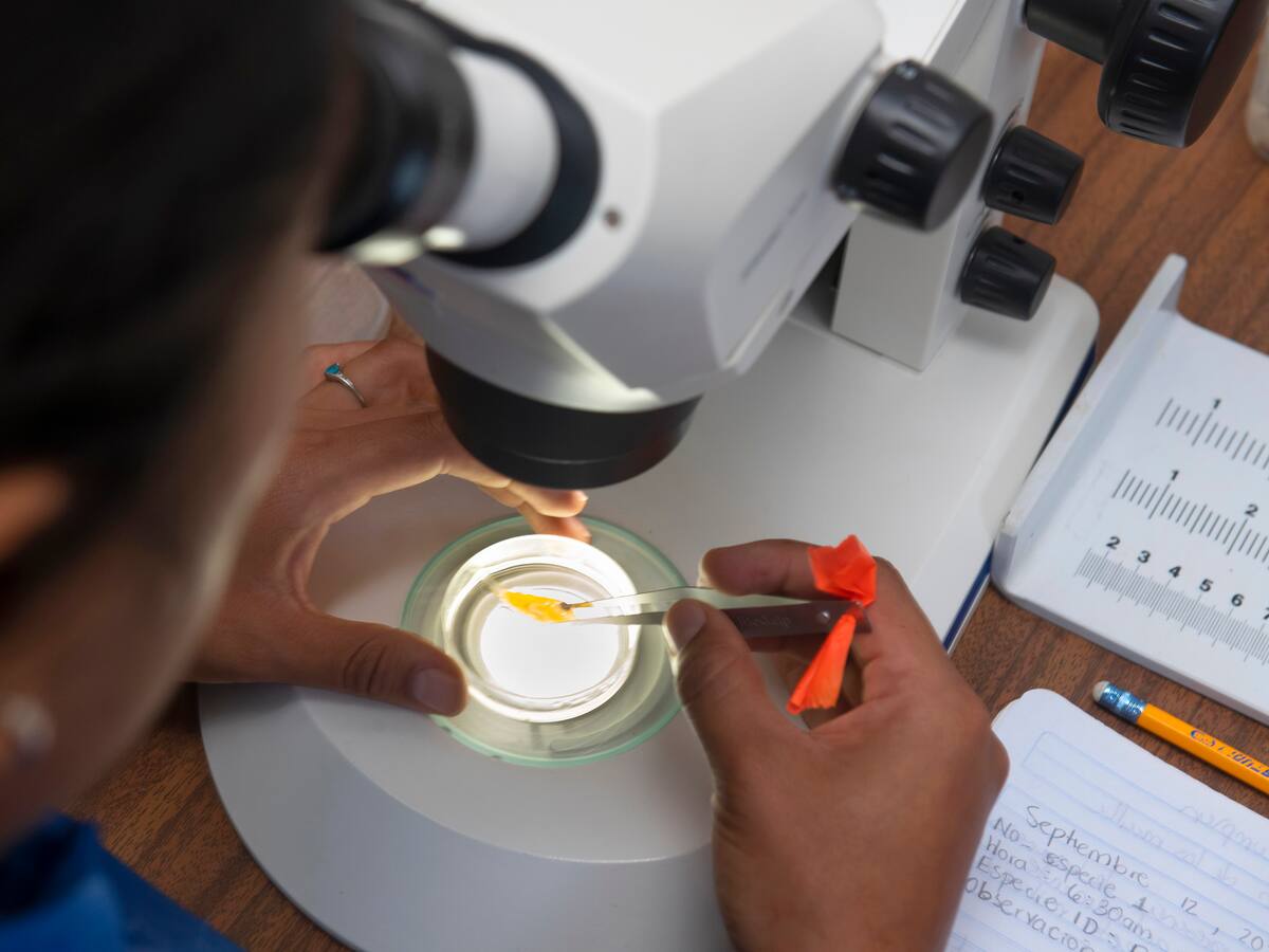 Proyecto de ley prohibiría uso de animales silvestres en educación y estudios biológicos