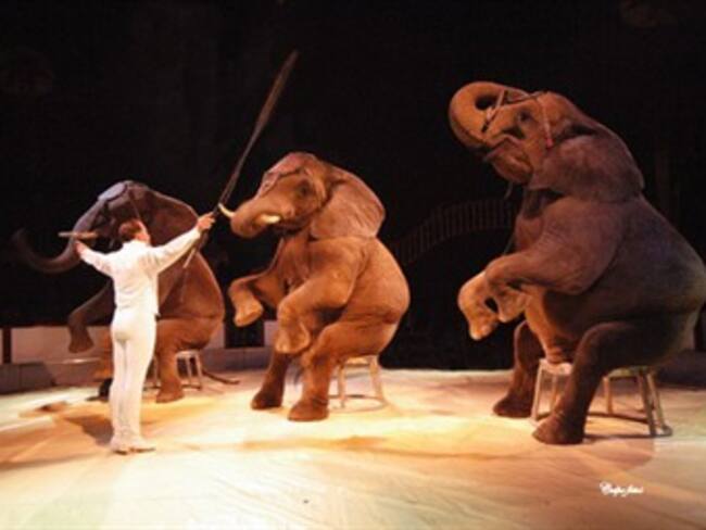 En el Congreso buscan prohibir el uso de animales en los circos