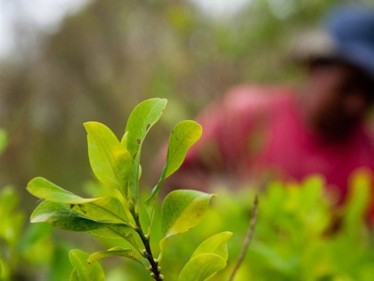 Gobierno colombiano es autónomo en decidir si utiliza la fumigación: Pierre Lapaque