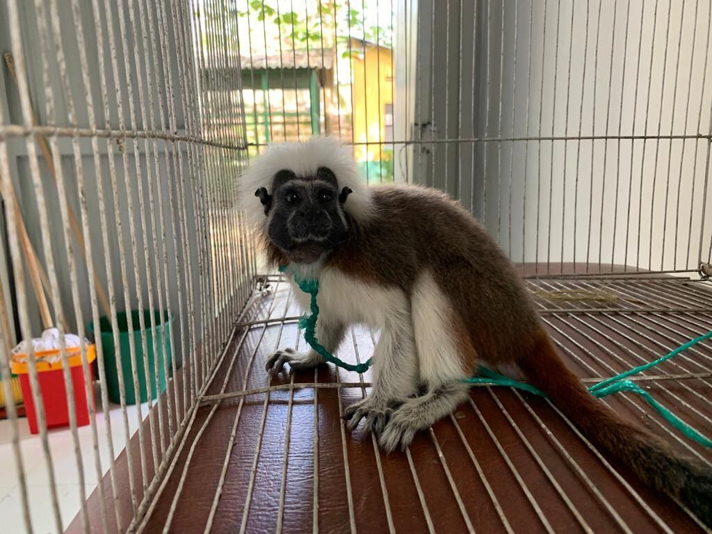 Alama en Córdoba: este es el maltrato animal detrás del tráfico de fauna silvestre. Foto: CAR - CVS. 
