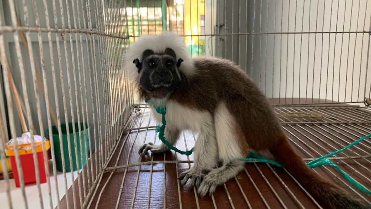Alarma en Córdoba: Así es el maltrato animal detrás del tráfico de fauna silvestre