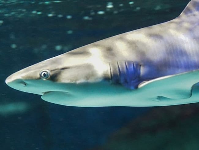 “Resolución podría malinterpretarse y abrir puerta a caza dirigida de tiburones o aleteo&quot;