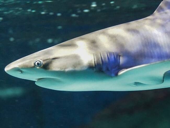 “Resolución podría malinterpretarse y abrir puerta a caza dirigida de tiburones o aleteo"