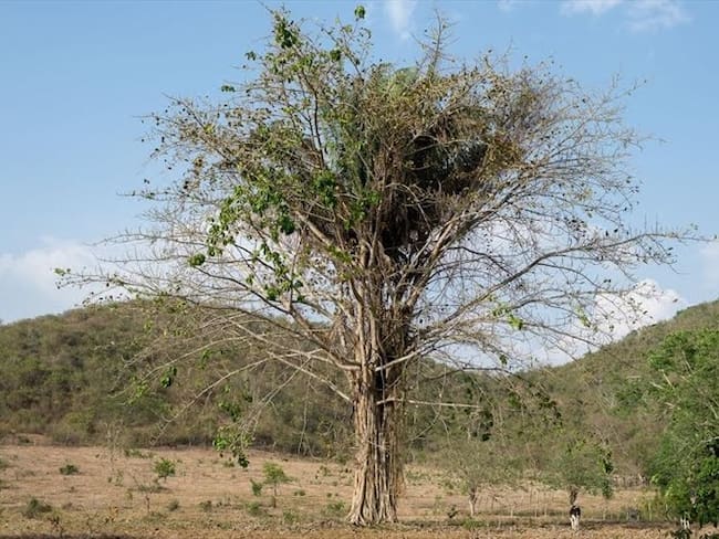 Deforestación amenaza 2.700 especies de fauna y flora. Foto: Instituto Humboldt,