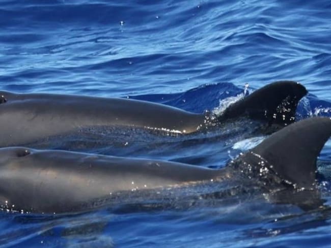Los científicos indican que el animal heredó los dientes ásperos y las aletas de su padre, un delfín, y la forma de su craneo de su madre, una ballena cabeza de melón. Foto: Cascadia Research Collective