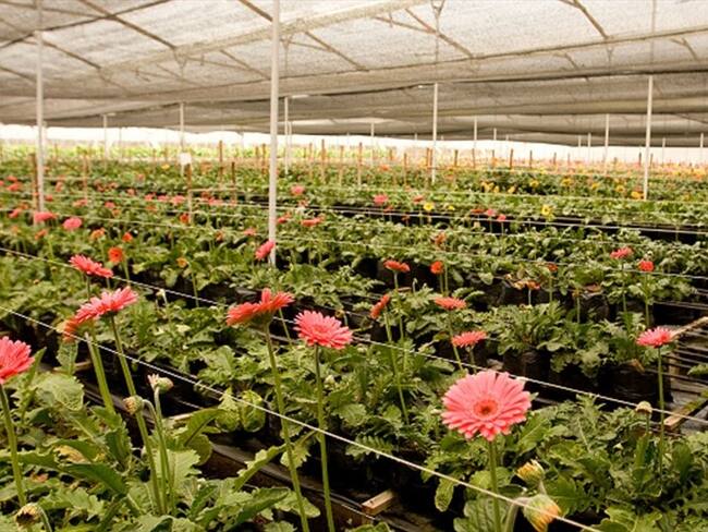 MinAgricultura confirmó el despacho de 500 millones de flores a EE. UU. para San Valentín. Foto: Colprensa