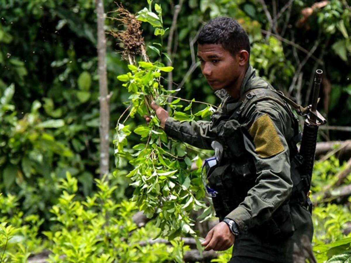 Comunidad no permitirá erradicación de cultivos ilícitos en Argelia, Cauca
