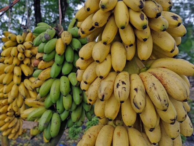 Gerente del ICA explica medidas a tomar para combatir el hongo en plantaciones de banano