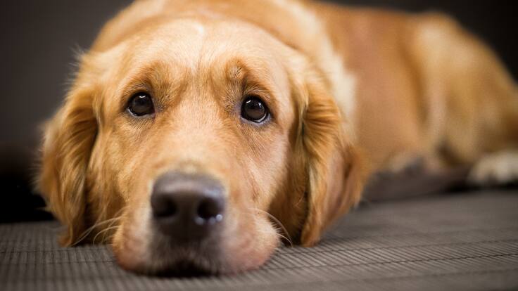 Directora de la fundación Rescátame pide ayuda por riesgos de deslizamientos de tierra