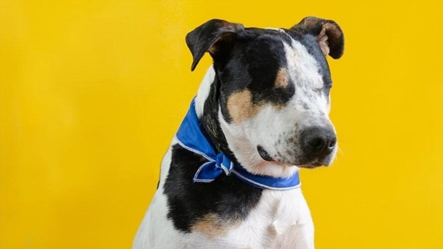 Otro caso de maltrato animal deja a perro sin ojos. Foto: Cortesía