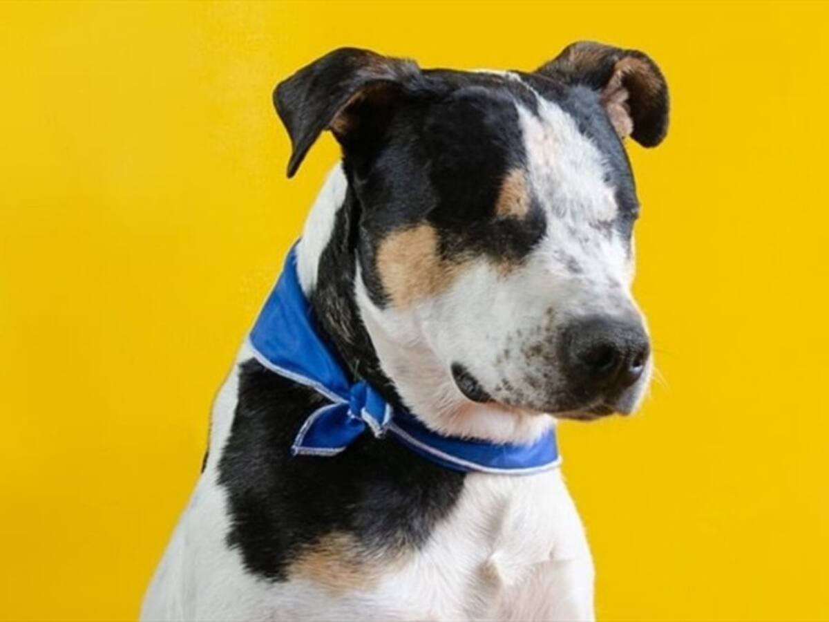 Otro caso de maltrato animal deja a perro sin ojos