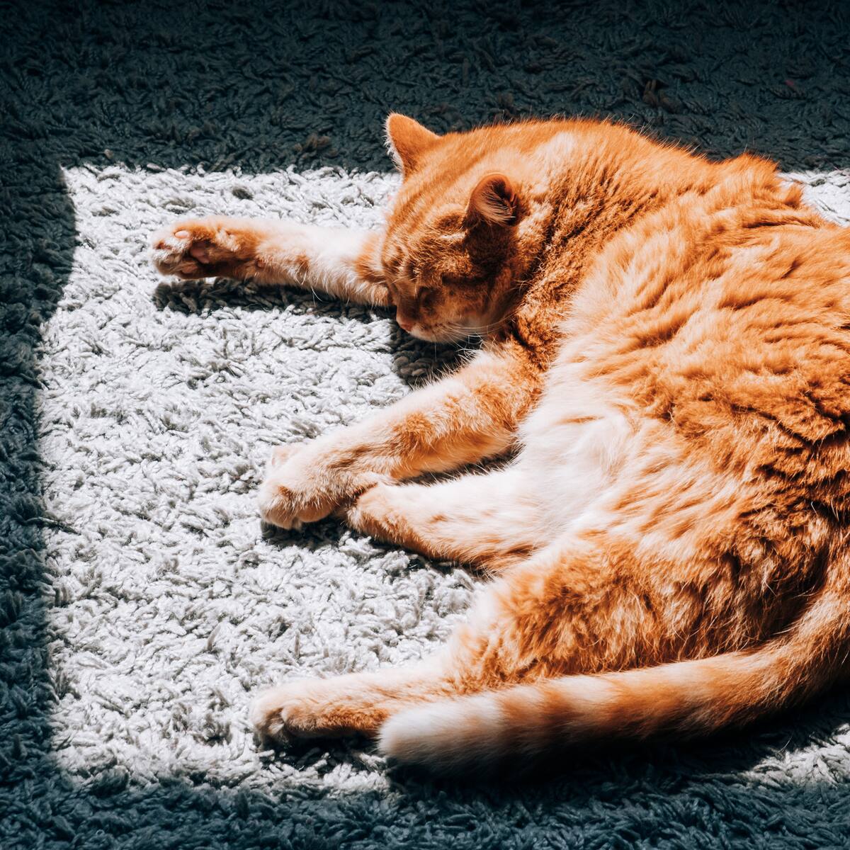 Gata fue enviada por accidente en un paquete de Amazon: viajó de Utah a California